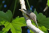 Mangrove Cuckoo