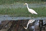 Medium Egret