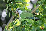 Monk Parakeet