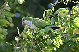 Monk Parakeet