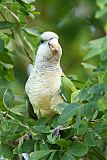 Monk Parakeet