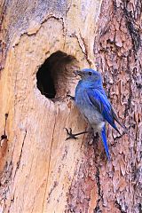 Mountain Bluebird