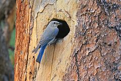 Mountain Bluebird