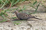 Mourning Dove