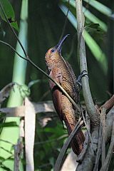Northern Barred-Woodcreeper perching/standing at Panama