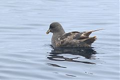 Northern Fulmar