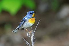 Northern Parula