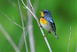 Northern Parula