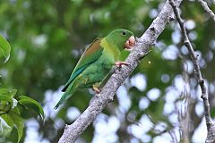 Orange-chinned Parakeet perching/standing at Panama