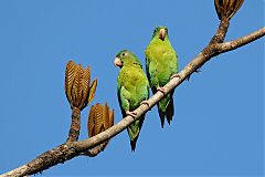 Orange-chinned Parakeet perching/standing at Panama
