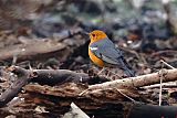 Orange-headed Thrush