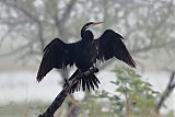 Oriental Darter