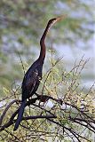 Oriental Darter