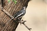 Oriental Magpie-Robin