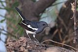 Oriental Magpie-Robin