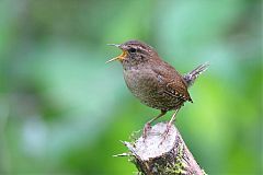 Pacific Wren