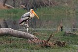 Painted Stork