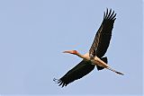 Painted Stork