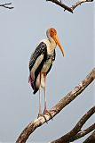 Painted Stork