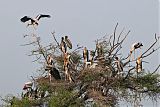 Painted Stork