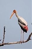 Painted Stork