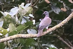 Pale-vented Pigeon perching/standing at Panama