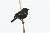 Pied Bushchat