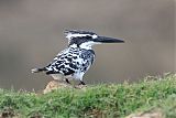 Pied Kingfisher