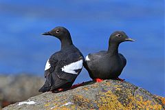 Pigeon Guillemot