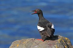 Pigeon Guillemot