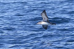 Pink-footed Shearwater