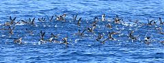 Pink-footed Shearwater