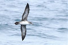 Pink-footed Shearwater