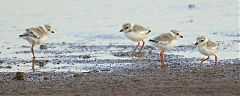 Piping Plover