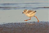 Piping Plover