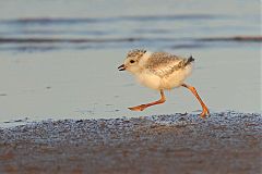 Piping Plover