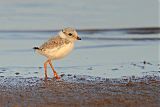 Piping Plover