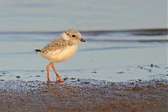 Piping Plover