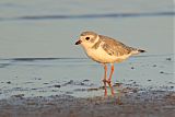 Piping Plover