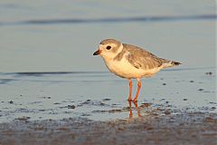 Piping Plover