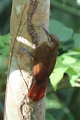 Plain-brown Woodcreeper perching/standing at Panama