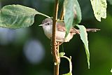 Plain Prinia