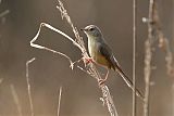 Plain Prinia