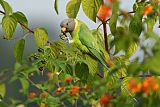 Plum-headed Parakeet