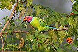 Plum-headed Parakeet