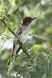 Puerto Rican Flycatcher