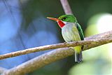 Puerto Rican Tody