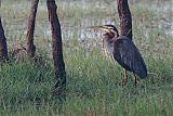 Purple Heron