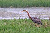 Purple Heron