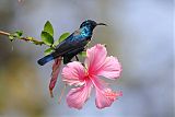 Purple Sunbird